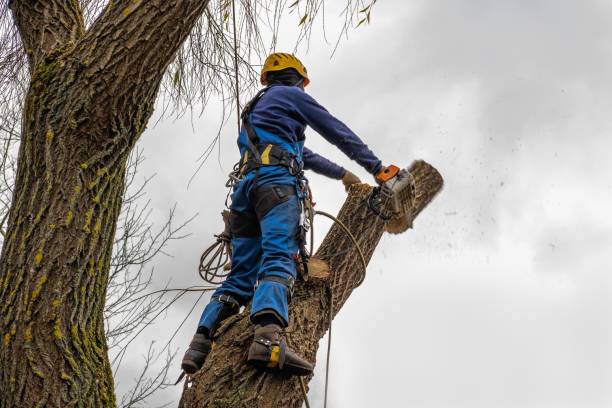 Why Choose Our Tree Removal Services in West Branch, IA?